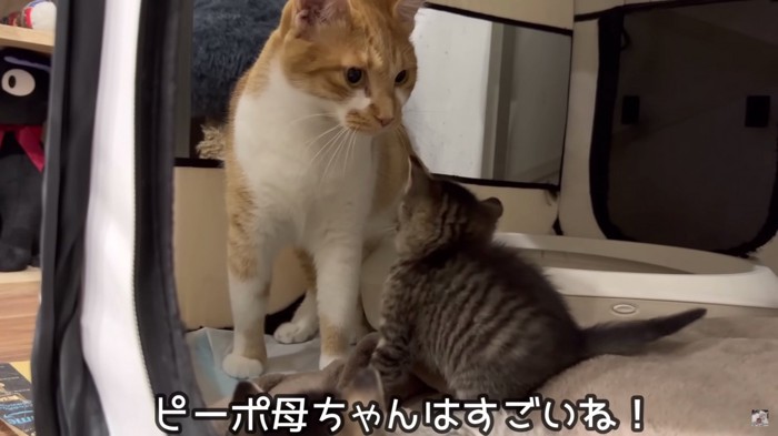 母ちゃんが舐めてる写真