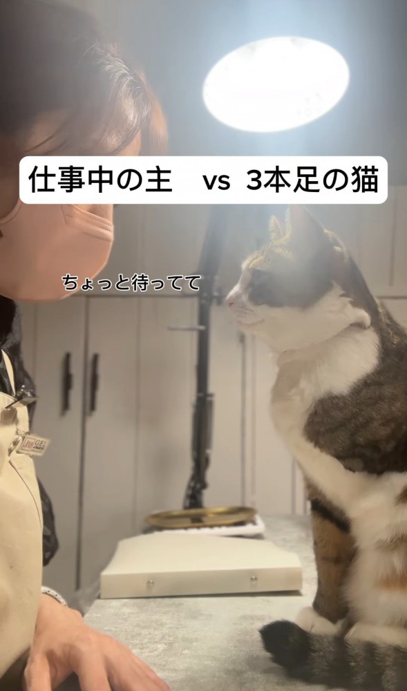 人の話を聞いている猫