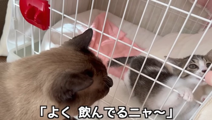 よく飲んでるニャ〜