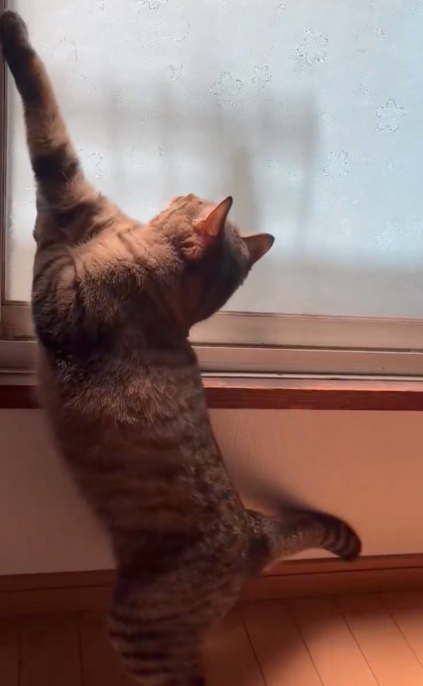 バランスを崩す猫