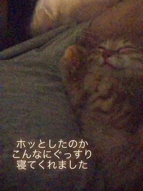 仰向けで寝る子猫