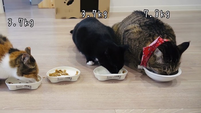 ごはんを食べる3匹の猫