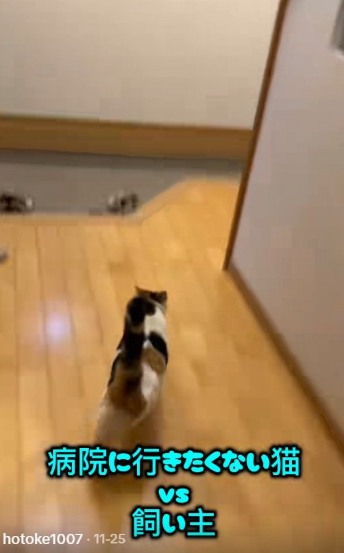 廊下を走るミケ猫