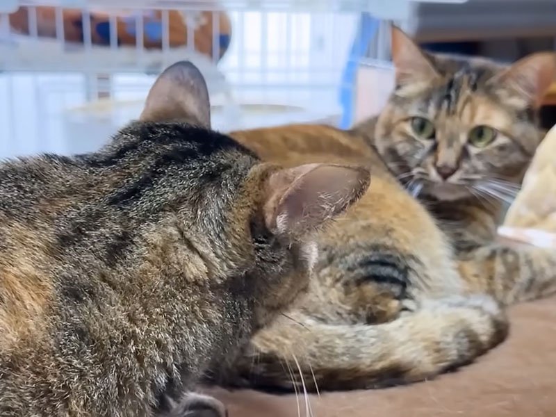 目が合う猫たち