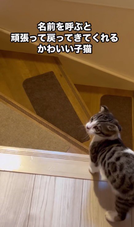 階段の前で止まる子猫