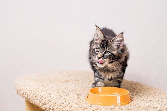 ボウルの前で舌なめずりする猫