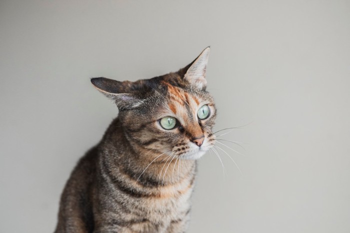 遠くを見る猫