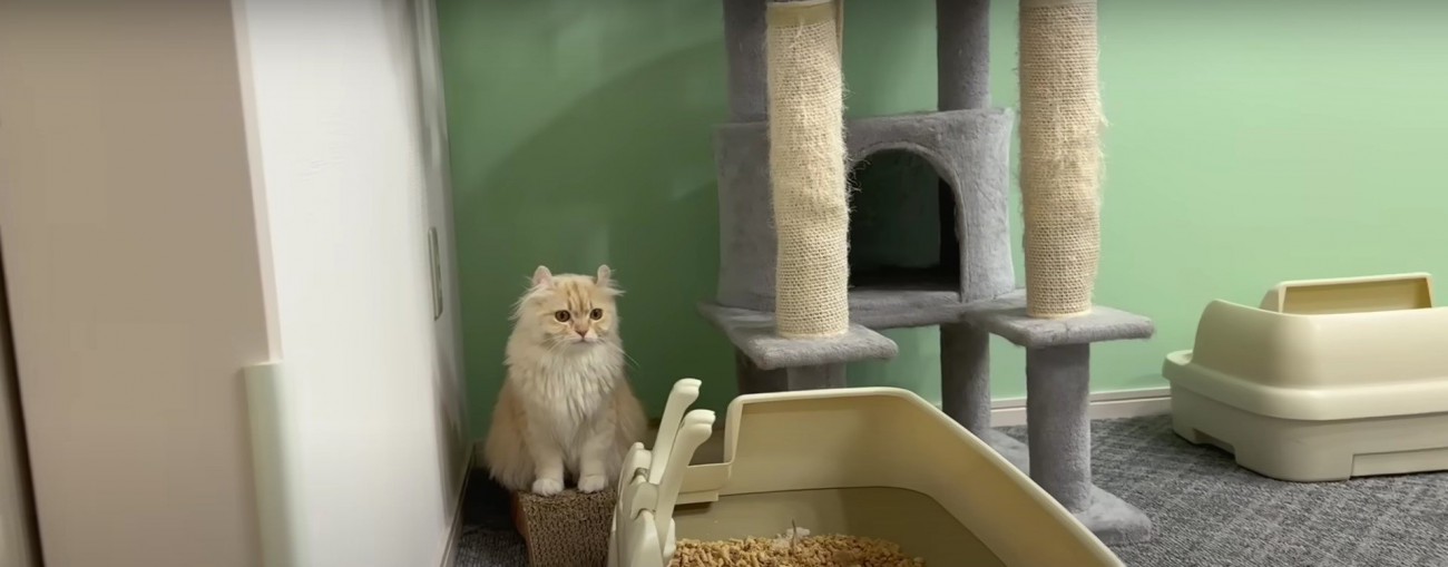 部屋の隅にいる猫