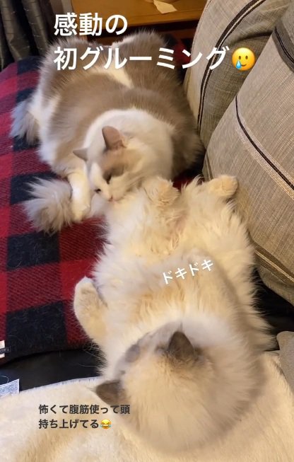 あおむけの猫をグルーミングする猫