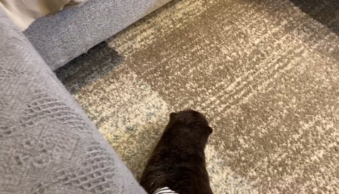 待ち伏せするさくらちゃん