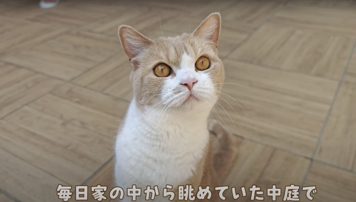 茶トラの猫の正面