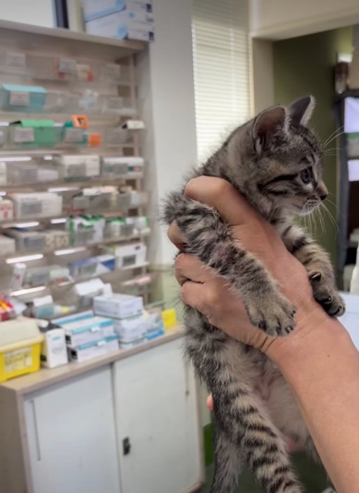 抱き上げられる子猫2