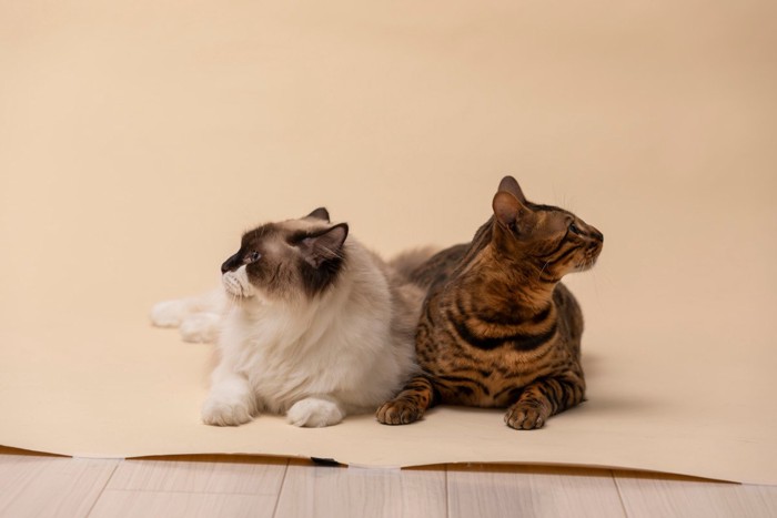 反対を見ている2匹の猫
