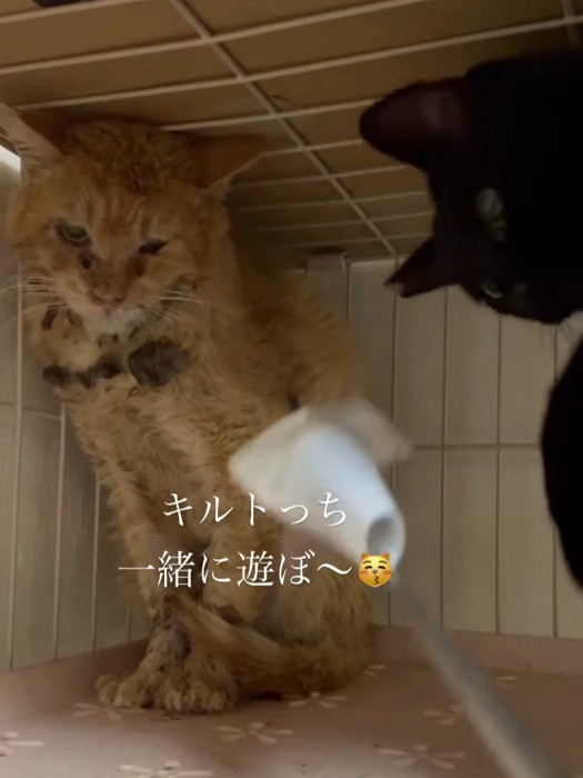 棒を見る2匹の猫