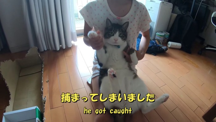 膝の上にいる猫