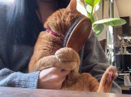 飼い主の膝の上でブラシに右頬をこすりつける猫