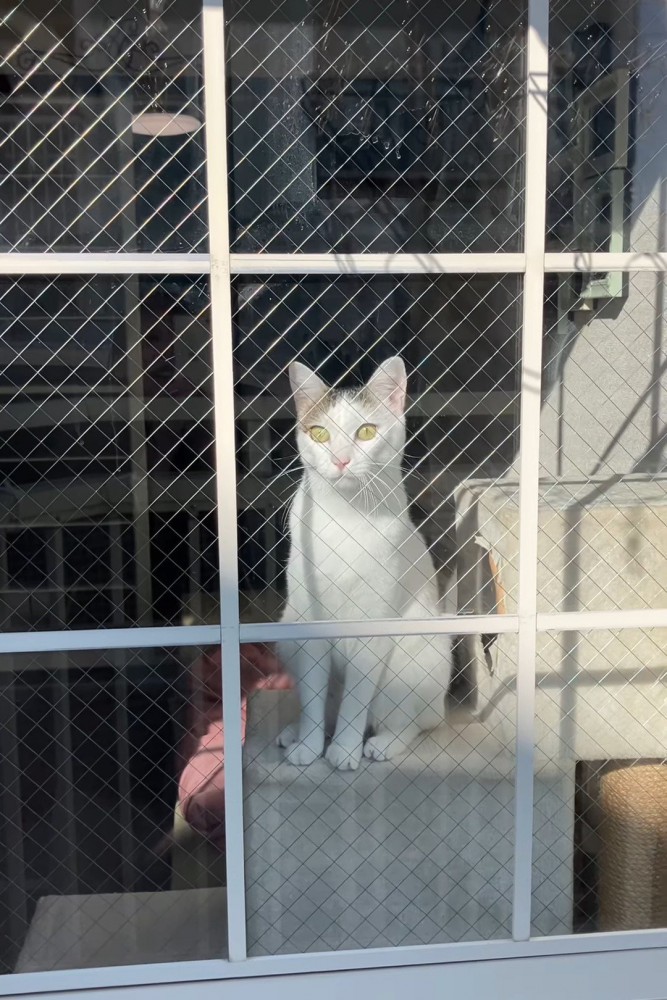 顔を横に動かして外を見る猫