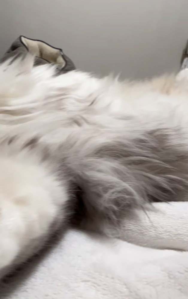 添い寝する猫のお腹