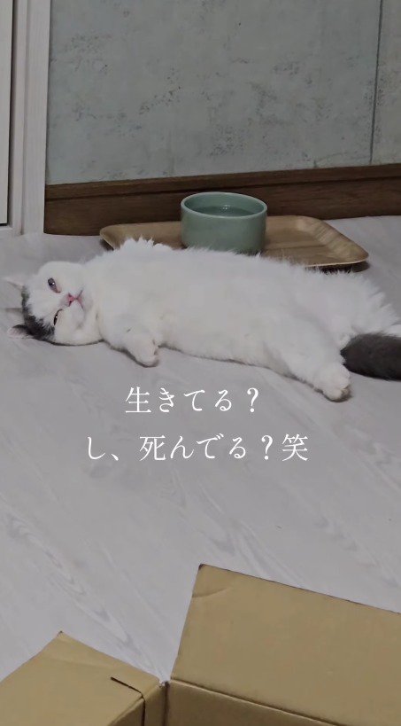 床に横になっている猫を見つめる飼い主