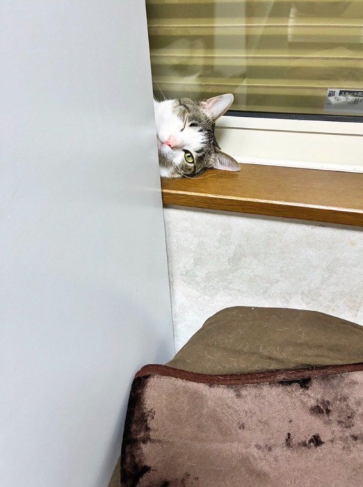 窓枠に横になって、壁の陰から飼い主を見つめる猫