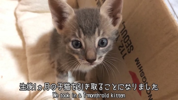 見上げる子猫