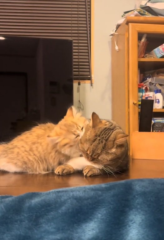 じゃれ合う猫