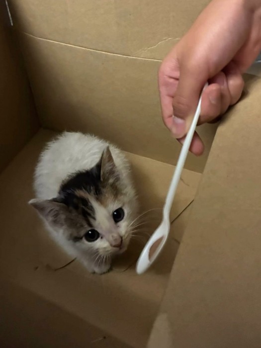 箱の中で座る子猫