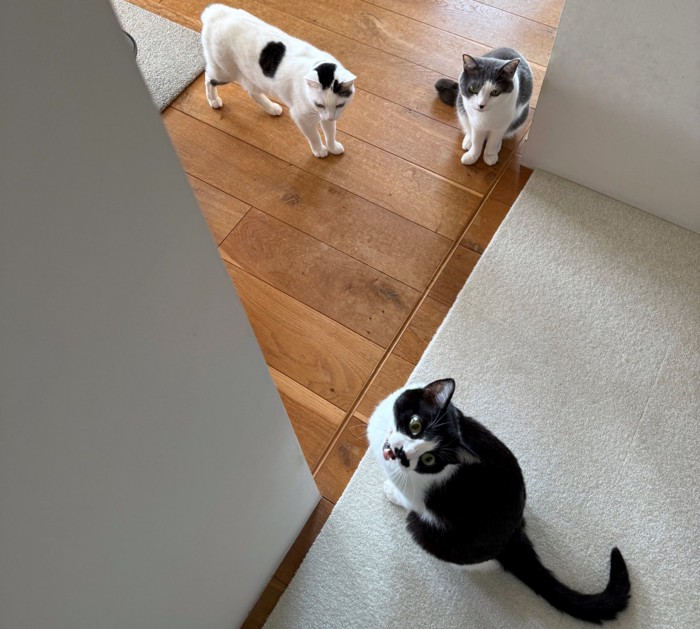 廊下で飼い主をふり返る3匹の猫