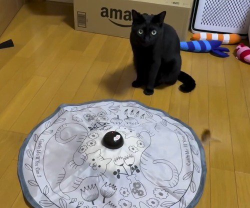 猫の側で動くおもちゃ