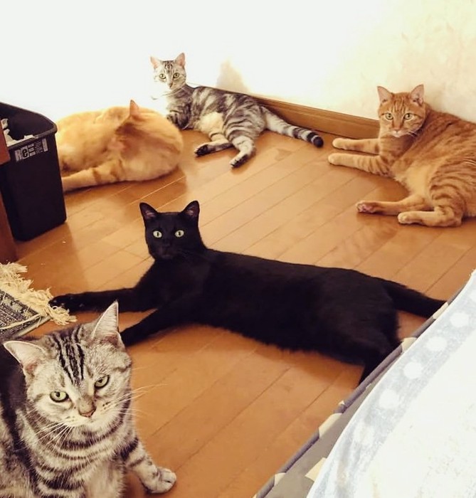 フローリングでくつろぐ5匹の猫
