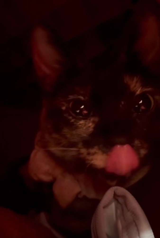 ペロッと舌を出す猫