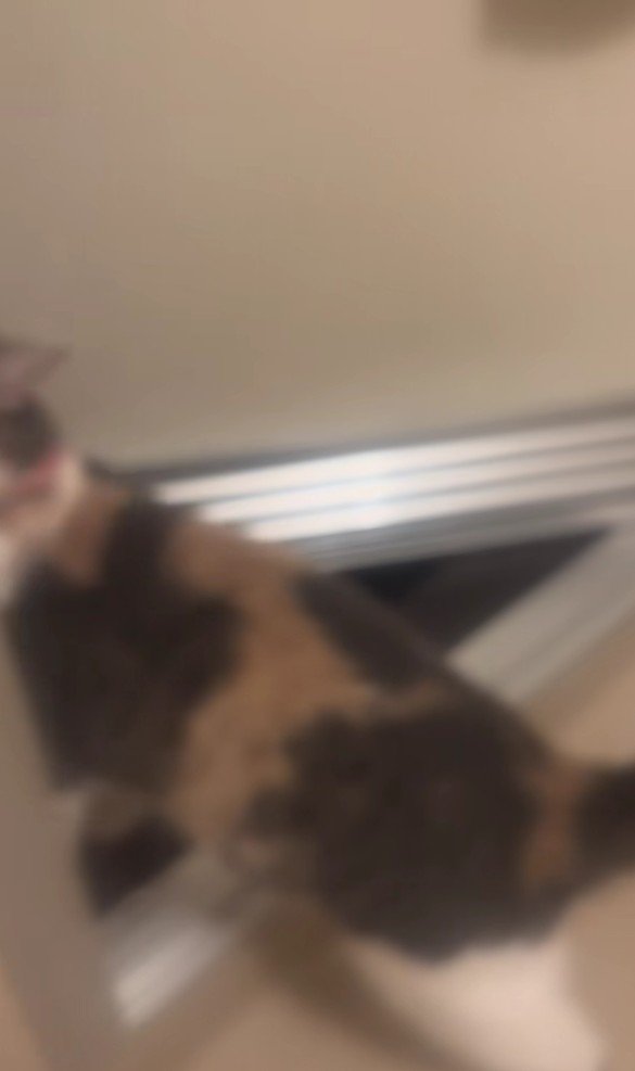 お風呂場から出ていく猫