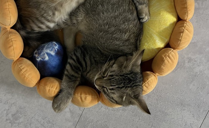 ベッドに入った猫