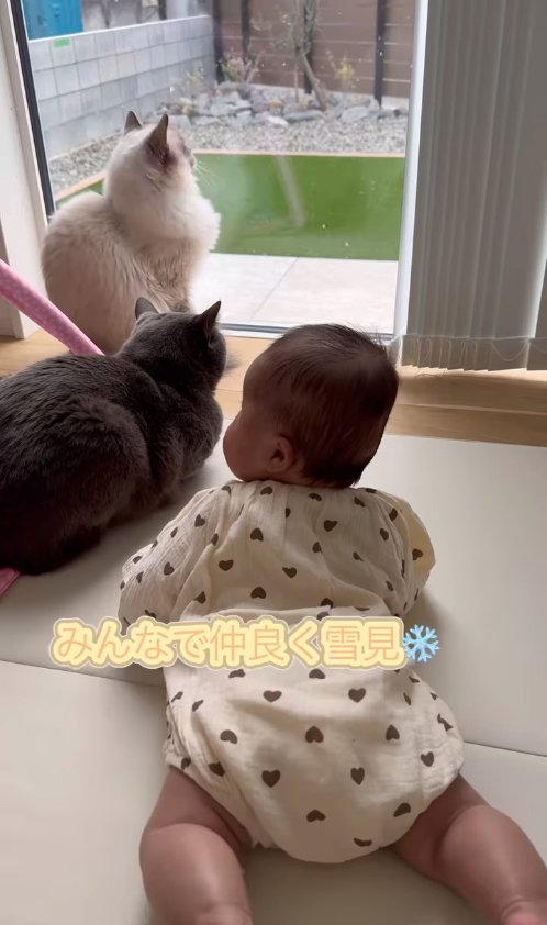 窓際にいる赤ちゃんと2匹の猫