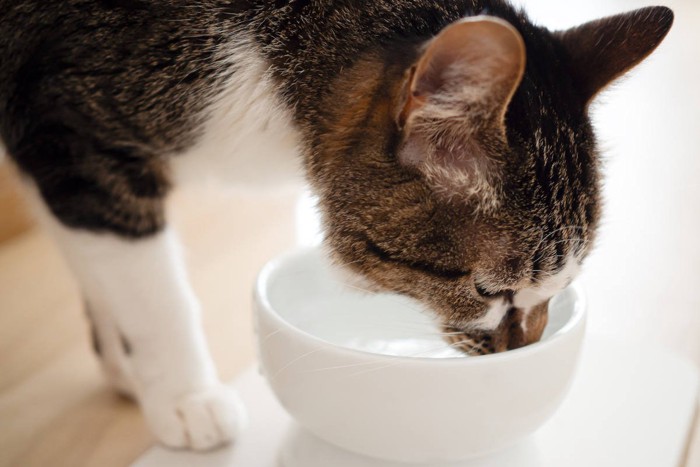 陶器の器で水を飲む猫