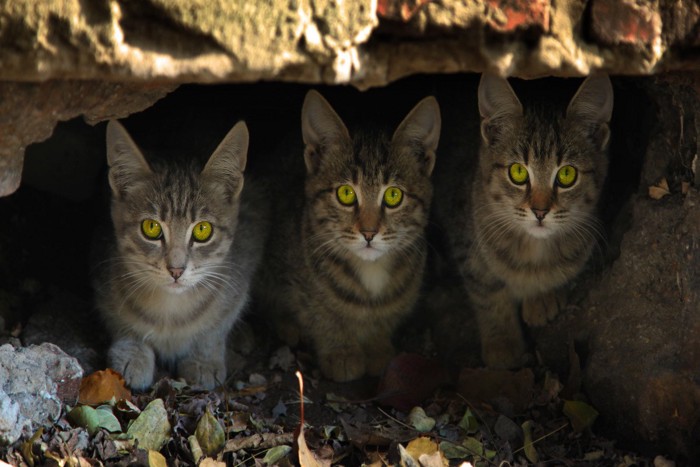 穴蔵に隠れる猫