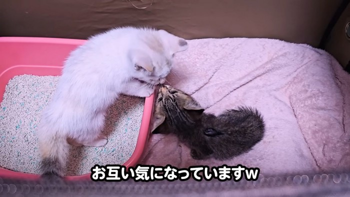 顔を近づける2匹の子猫