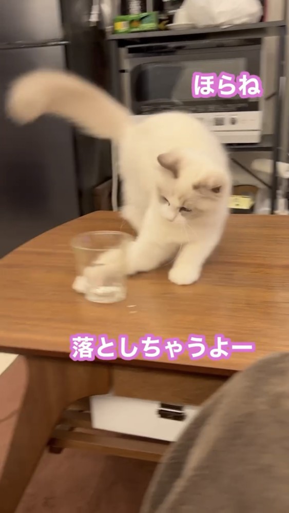 コップを触る猫