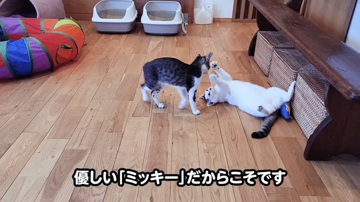 仰向けの猫