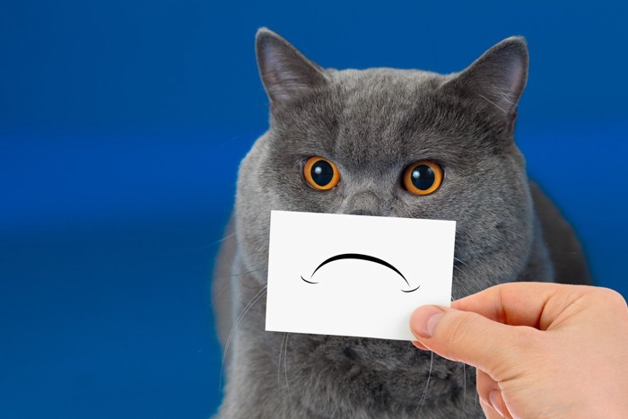 への字口の猫