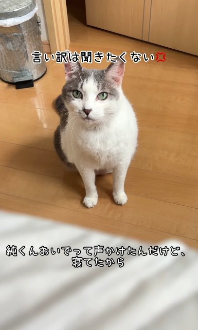 座って怒っている猫