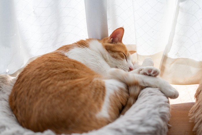 ベッドで眠りこける猫