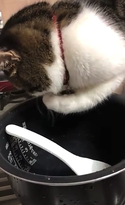 炊飯器の釜の縁に乗せた左前足を口元に寄せている猫