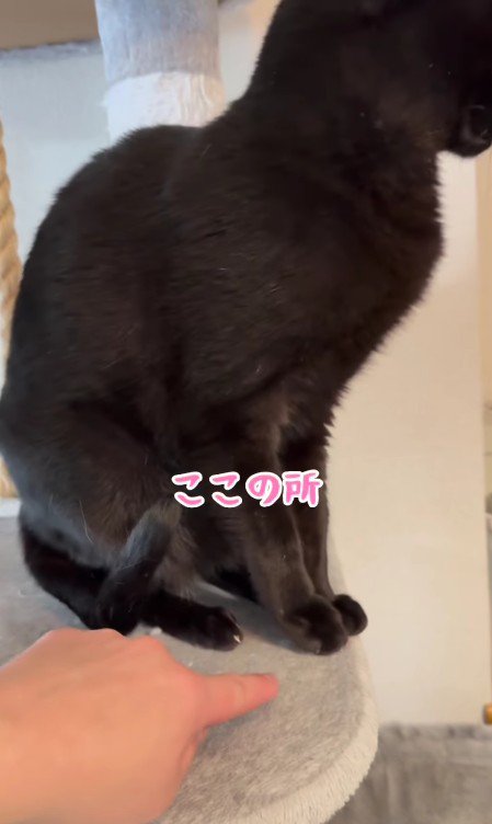 指をさされる黒猫