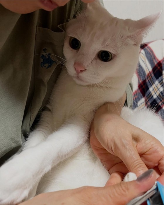 目を丸くする猫