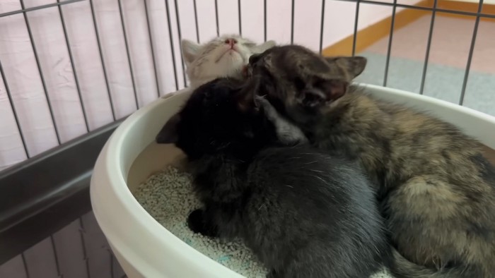 くっつきあう三姉妹