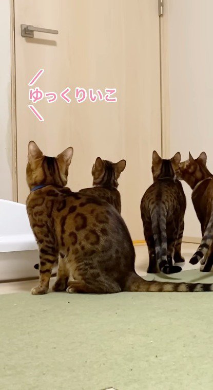 ドアを見つめる4頭の猫