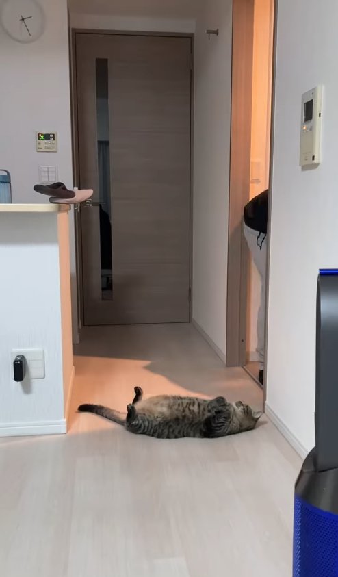 洗面所の前でひっくり返っている猫と見切れている飼い主の腰