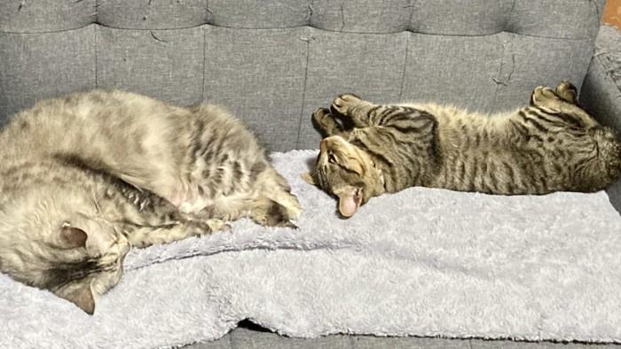 ソファで寝る2匹の猫