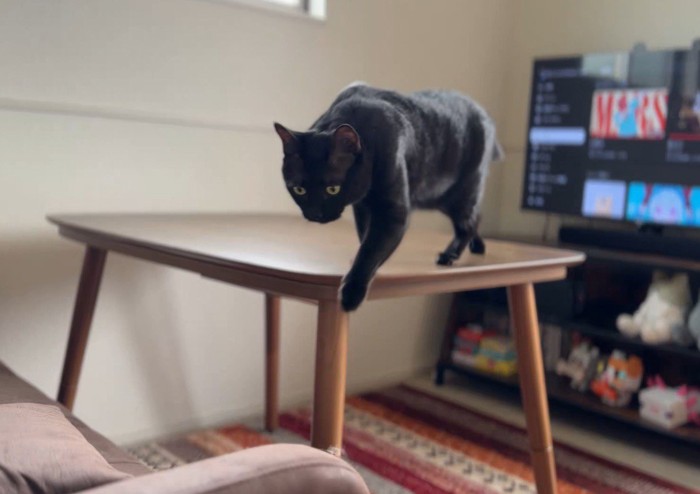 テーブルの上を歩く黒猫